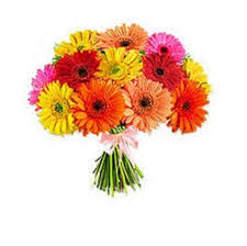 gerbera-bunch